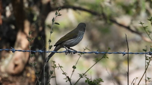 ムナフイカル - ML633852772