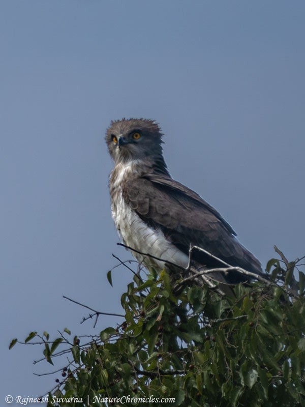 Beaudouin's Snake-Eagle - ML633853007