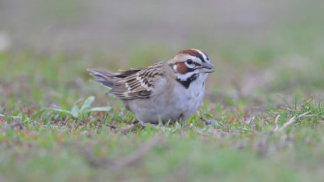 Lark Sparrow - ML633853097