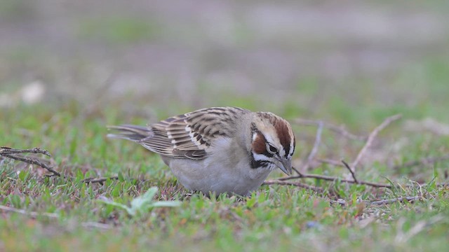 Lark Sparrow - ML633853100