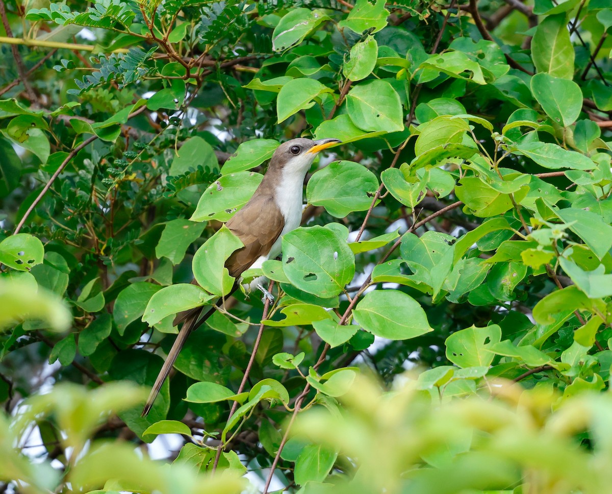 Pearly-breasted Cuckoo - ML633853123