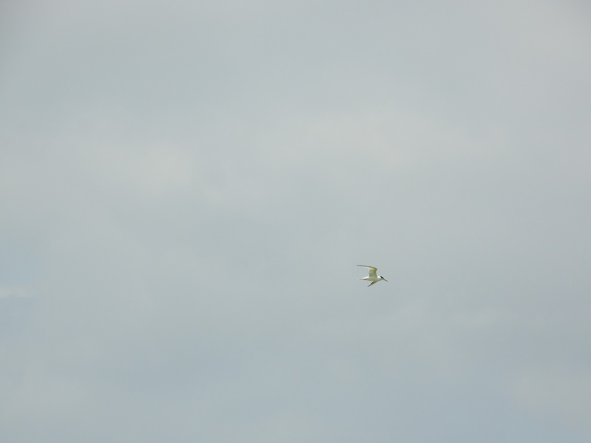 rybák severní (ssp. acuflavidus) - ML633853259