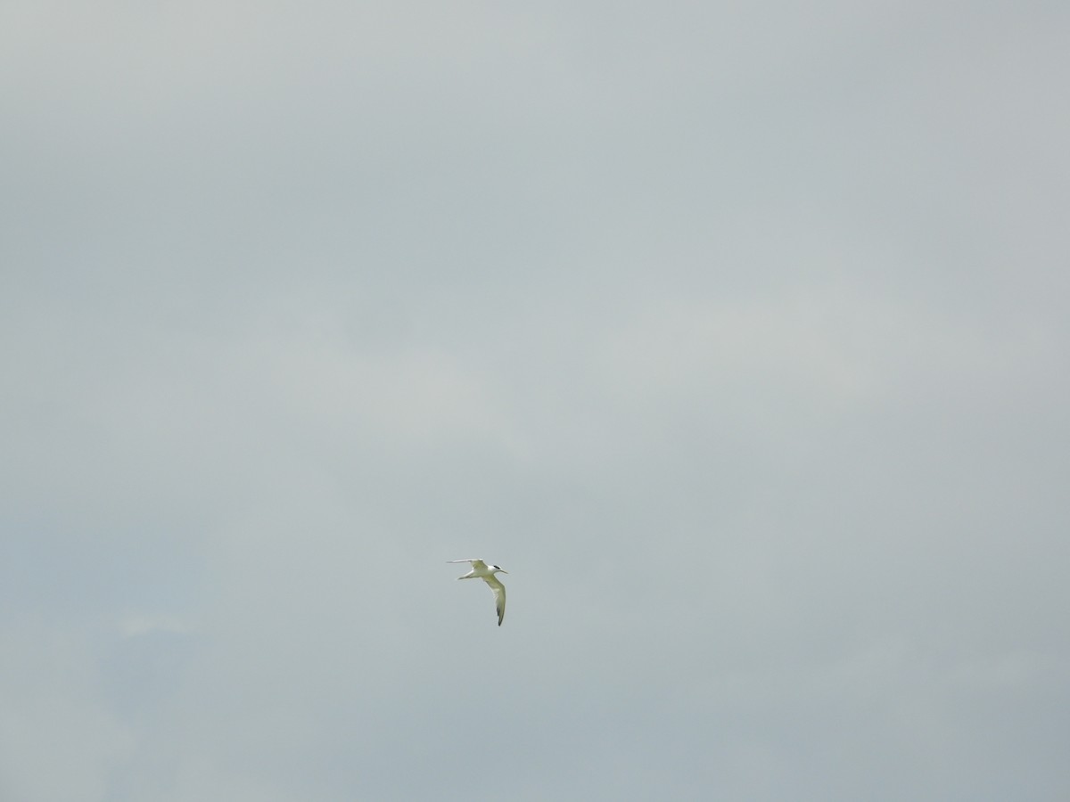 rybák severní (ssp. acuflavidus) - ML633853260