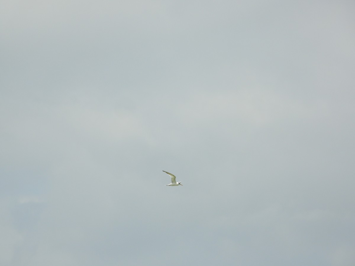 rybák severní (ssp. acuflavidus) - ML633853261