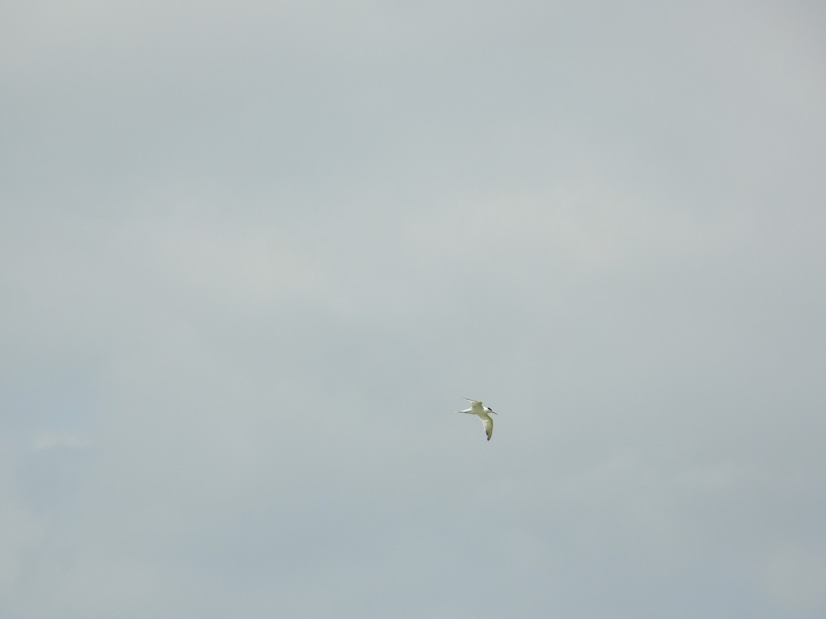 rybák severní (ssp. acuflavidus) - ML633853262