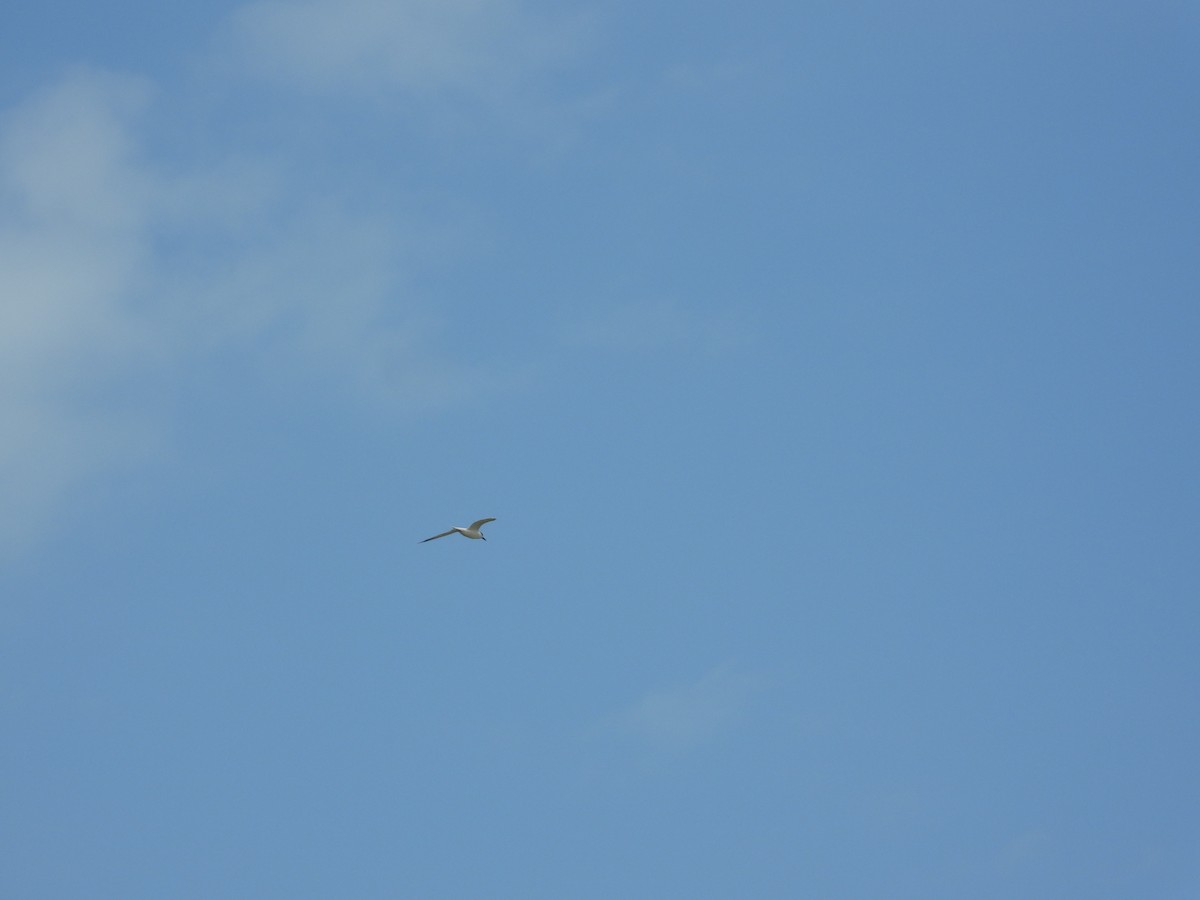 rybák severní - ML633853272