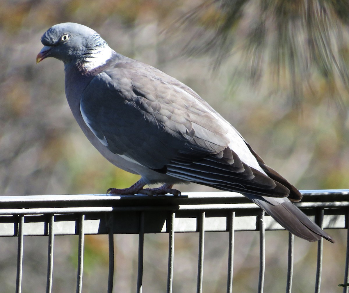 Pagausoa - ML633853293