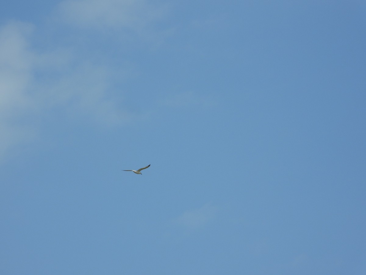 rybák severní - ML633853341