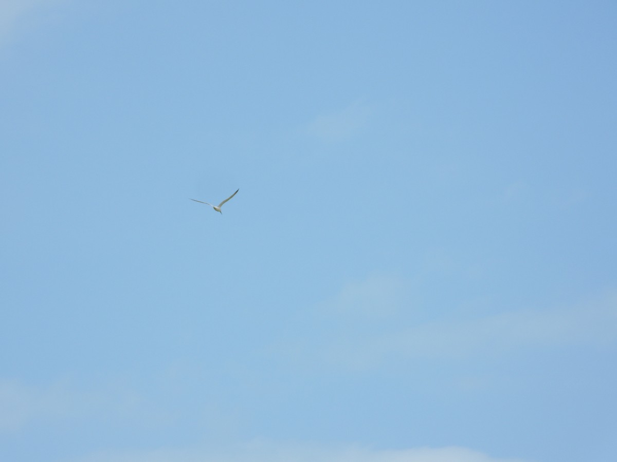 rybák severní - ML633853342