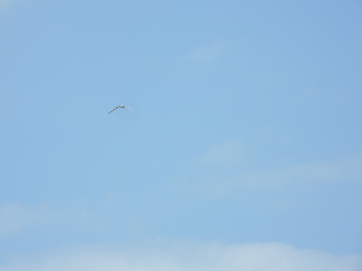 rybák severní - ML633853343