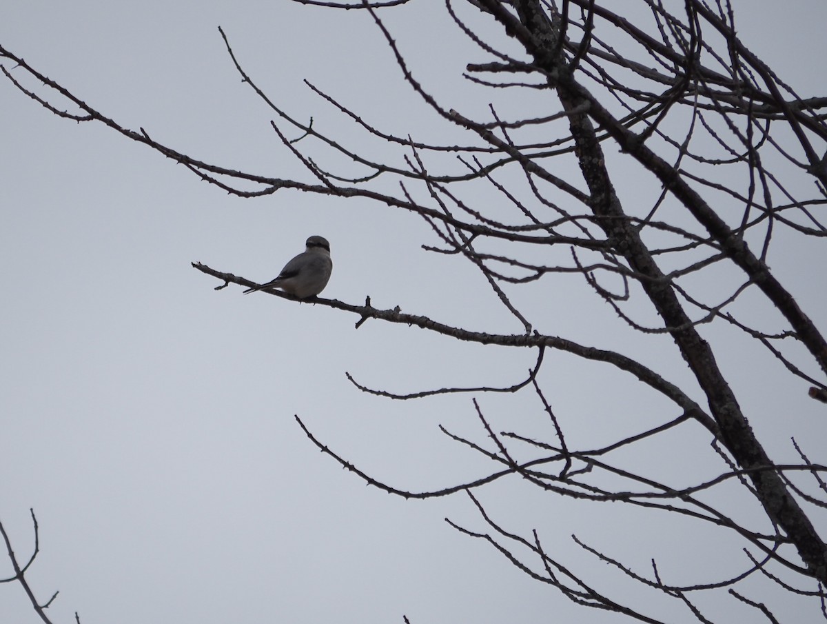 Northern Shrike - André Dionne