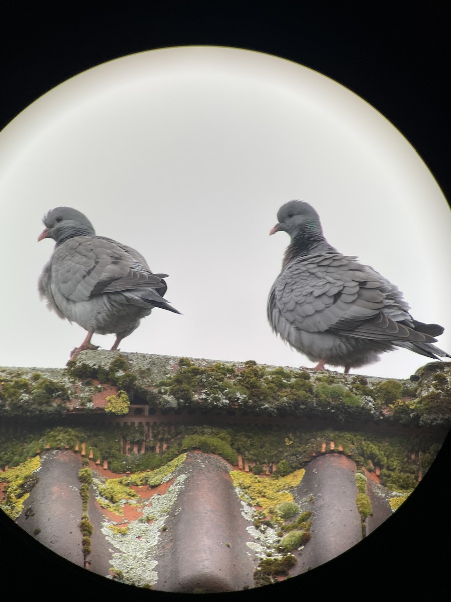 Stock Dove - ML633853629