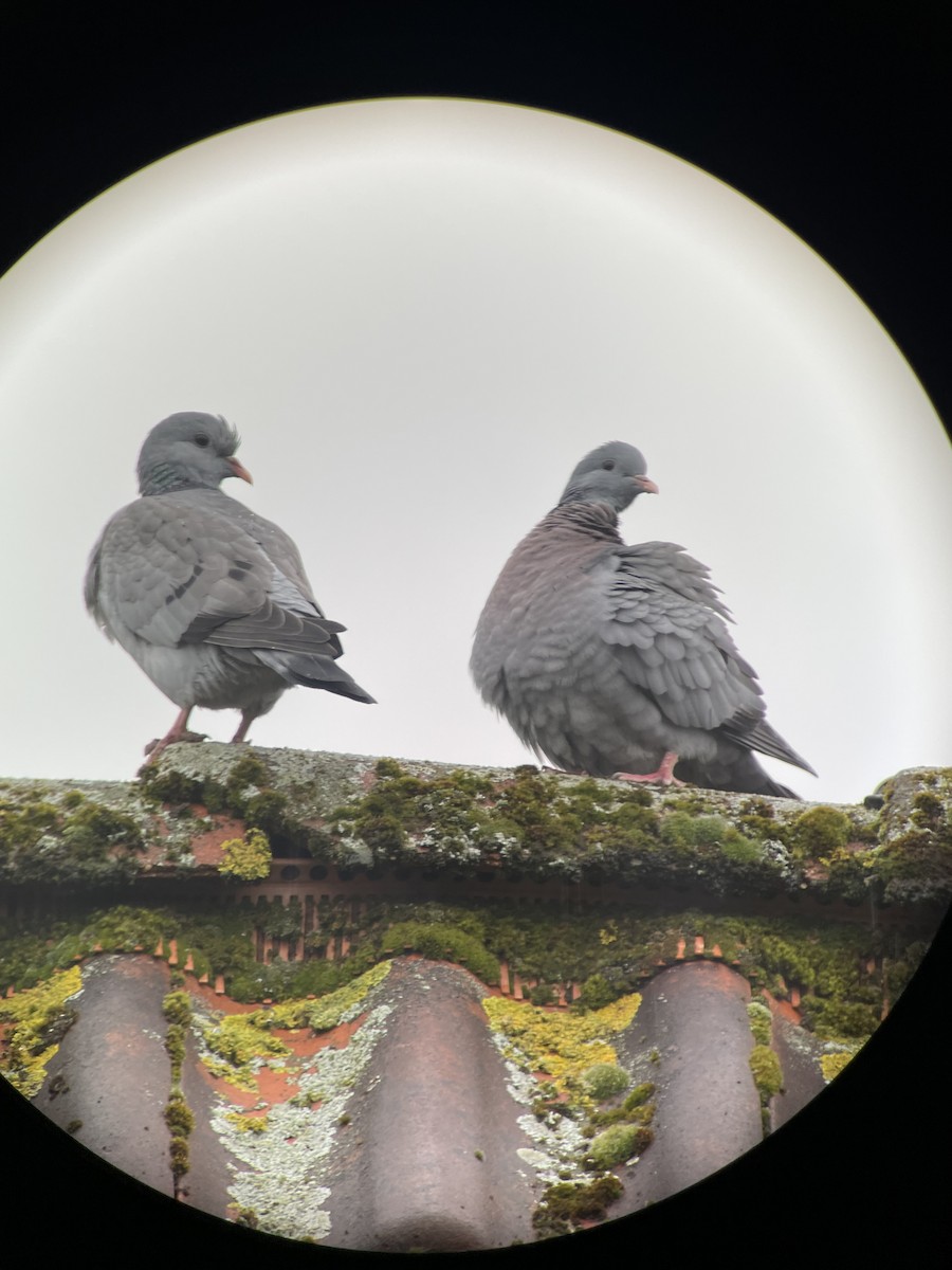 Stock Dove - ML633853630