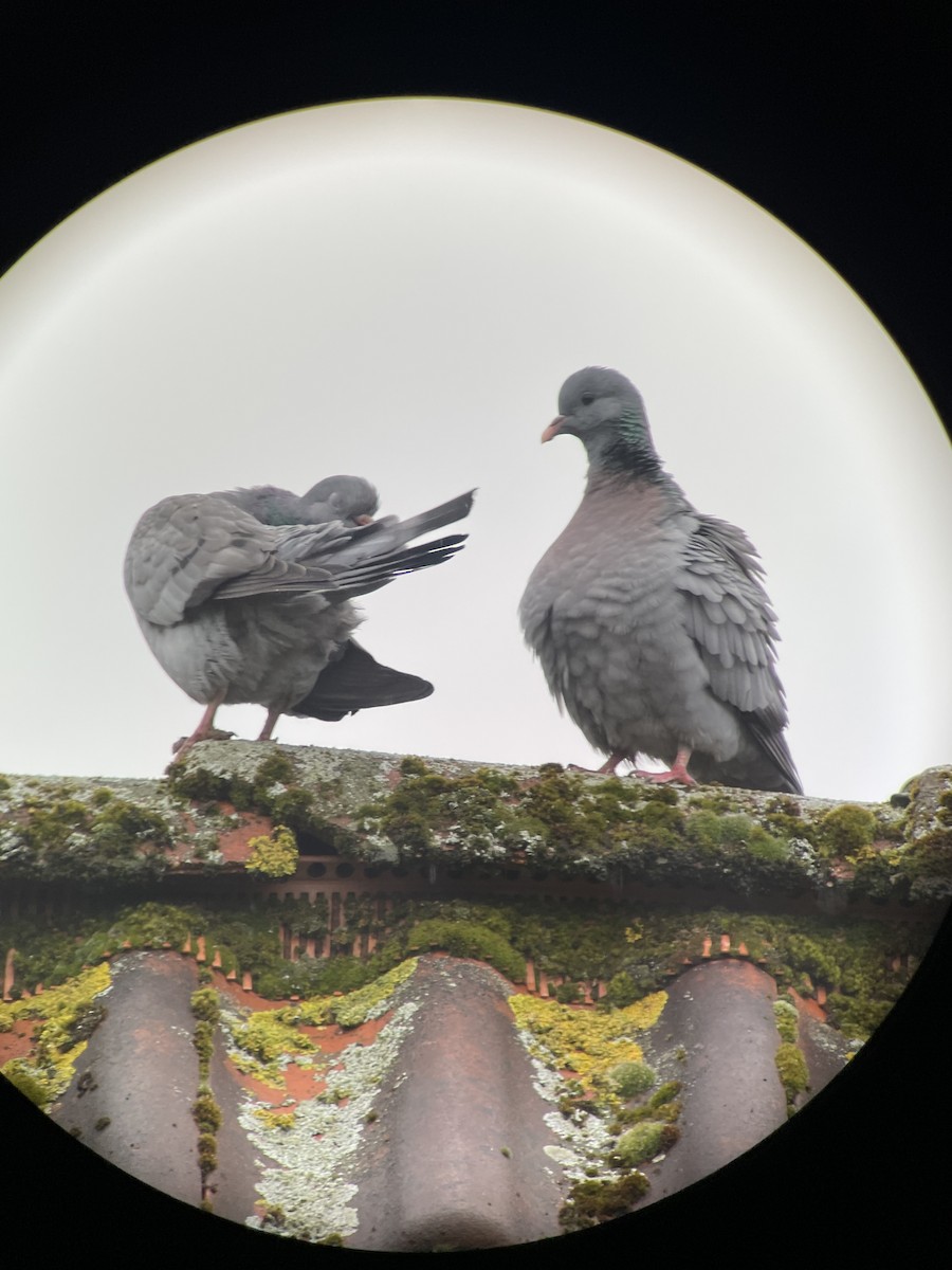 Stock Dove - ML633853631