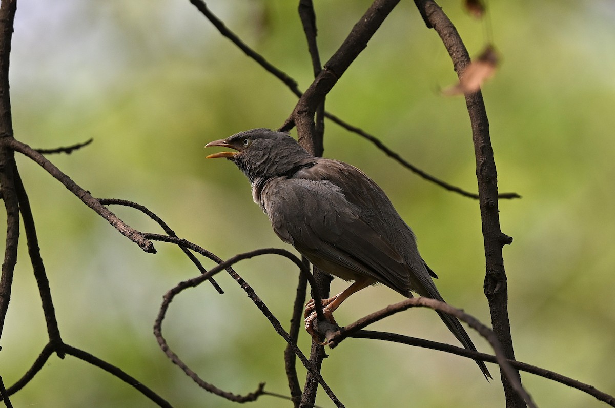 Dschungeldrosselhäherling - ML633853725
