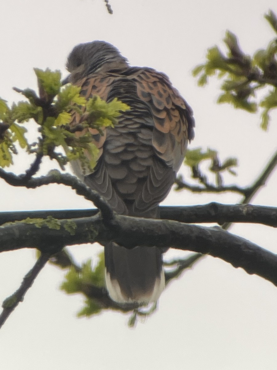 European Turtle-Dove - ML633853736