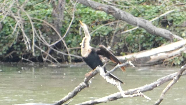 Anhinga - ML633853917