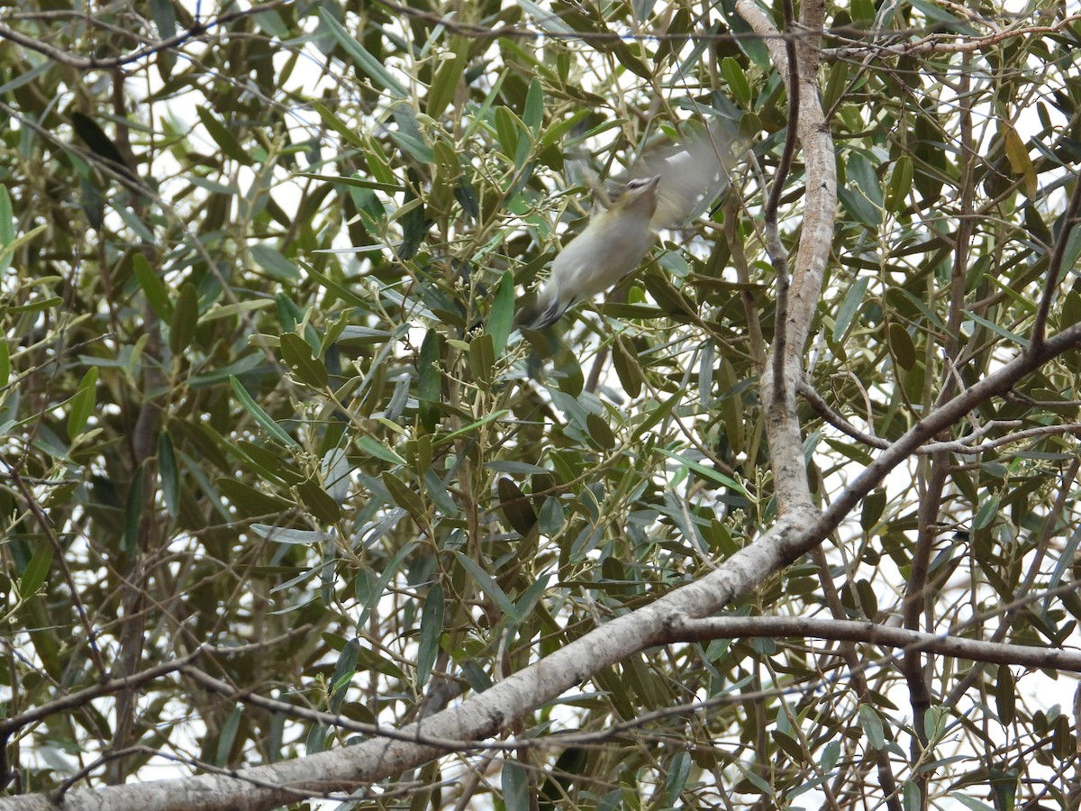 Tocuyo Sparrow - ML633854000