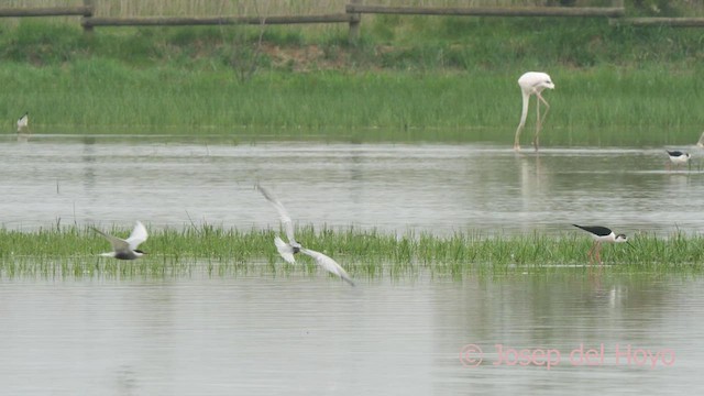 Whiskered Tern - ML633854009