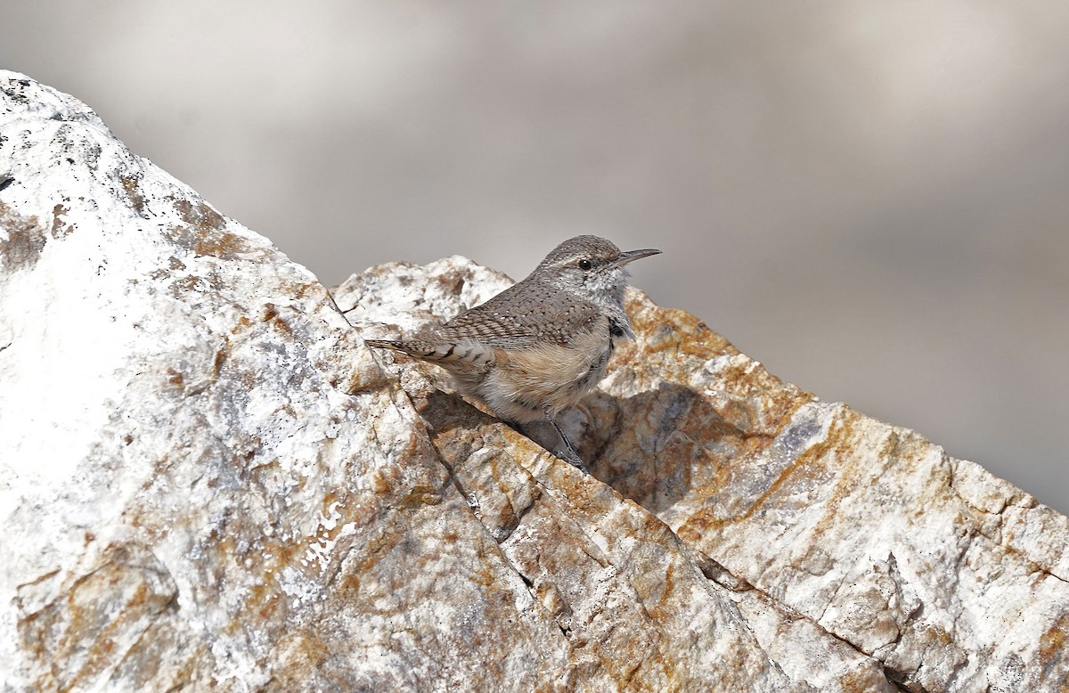 Rock Wren - ML633854085