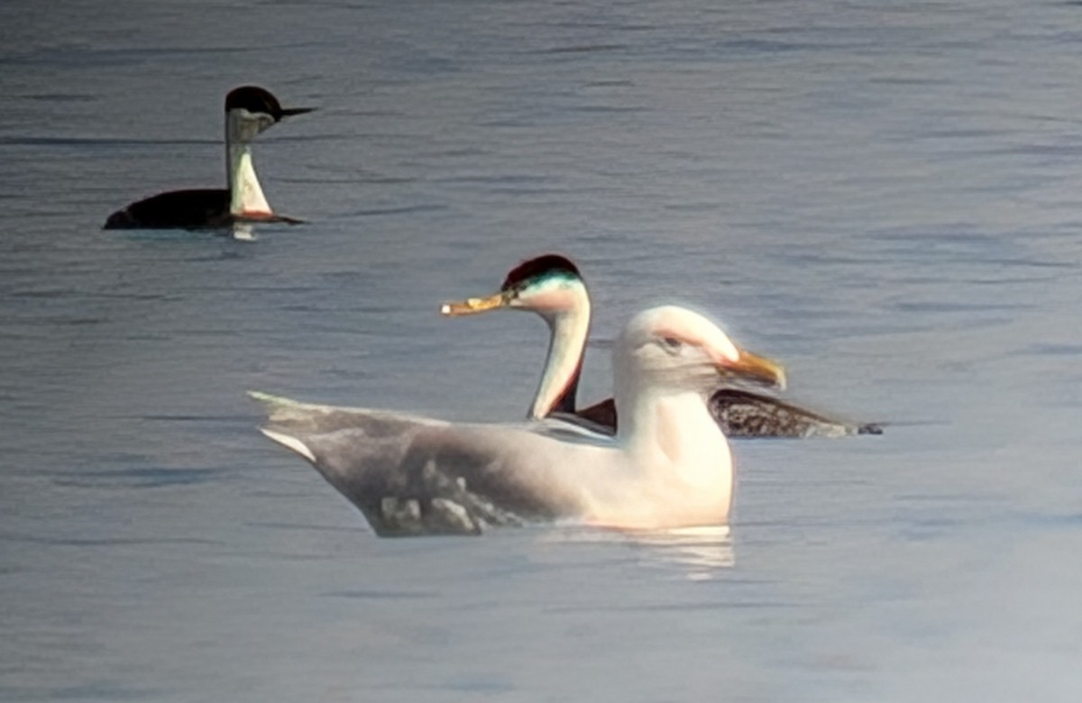 Glaucous Gull - ML633854123