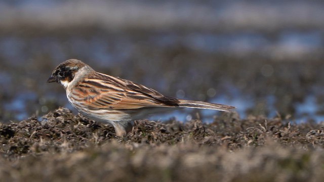 Reed Bunting - ML633854221