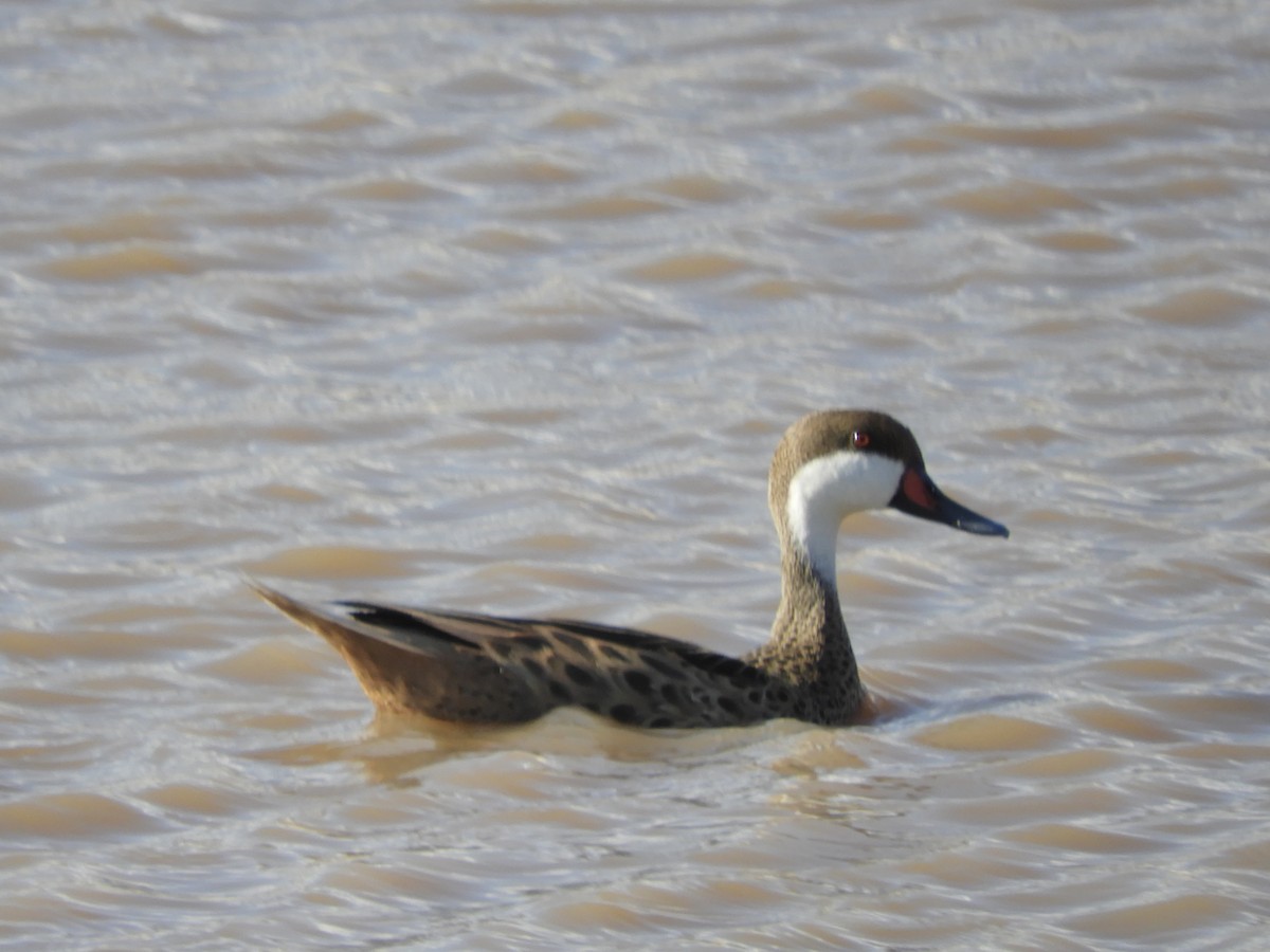 White-cheeked Pintail - ML633854445