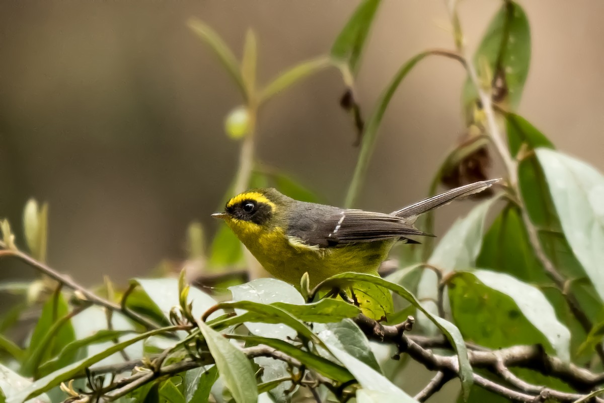 Yellow-bellied Fairy-Fantail - ML633854459