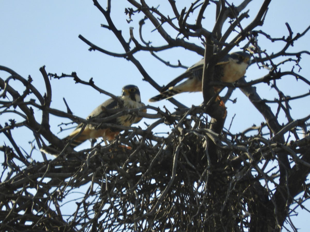Aplomado Falcon - ML633854514