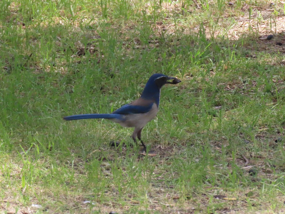 California Scrub-Jay - ML633854679