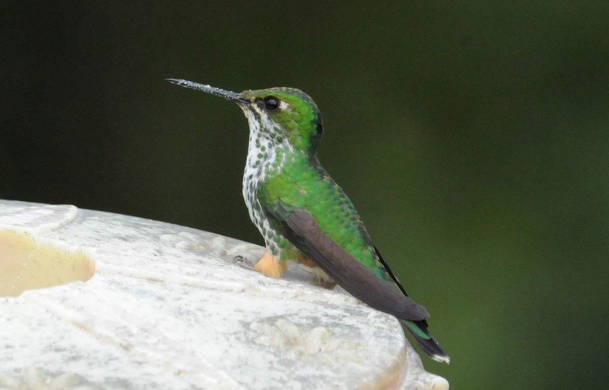 Peruvian Racket-tail - ML633854808