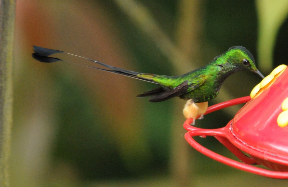 Peruvian Racket-tail - ML633854810