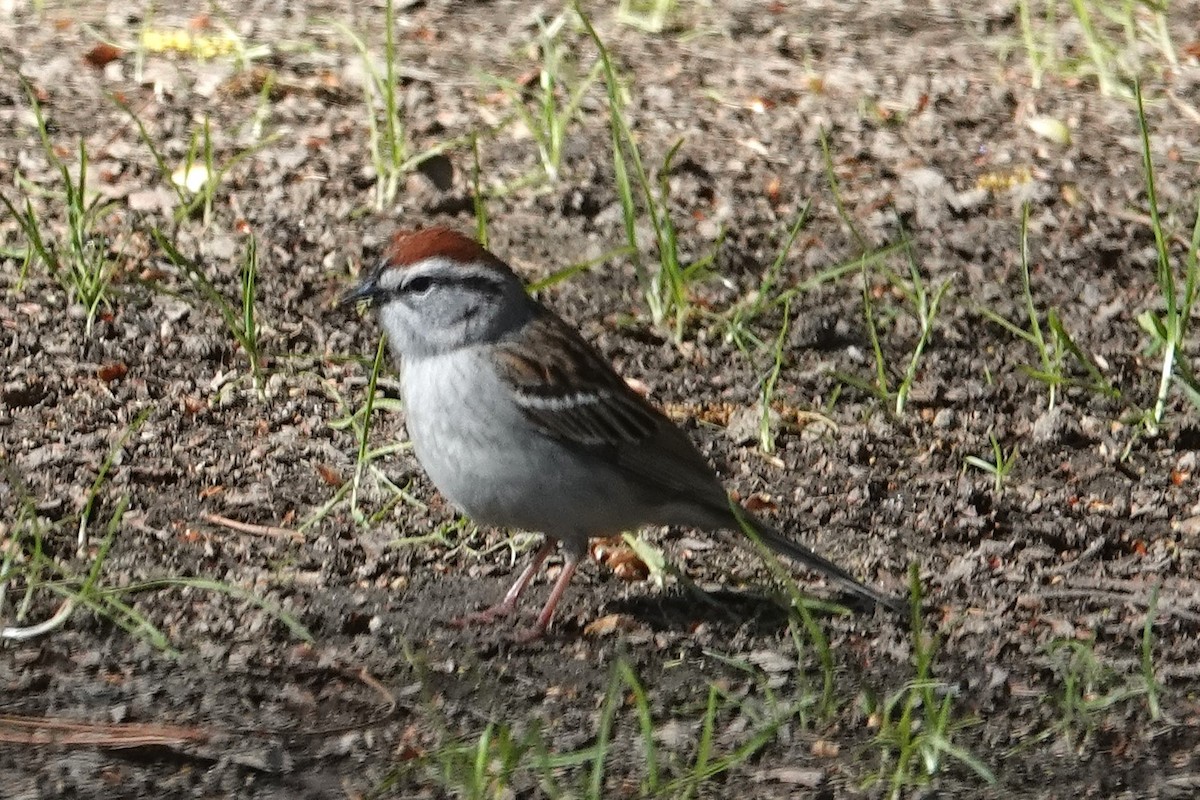 Chipping Sparrow - ML633855056