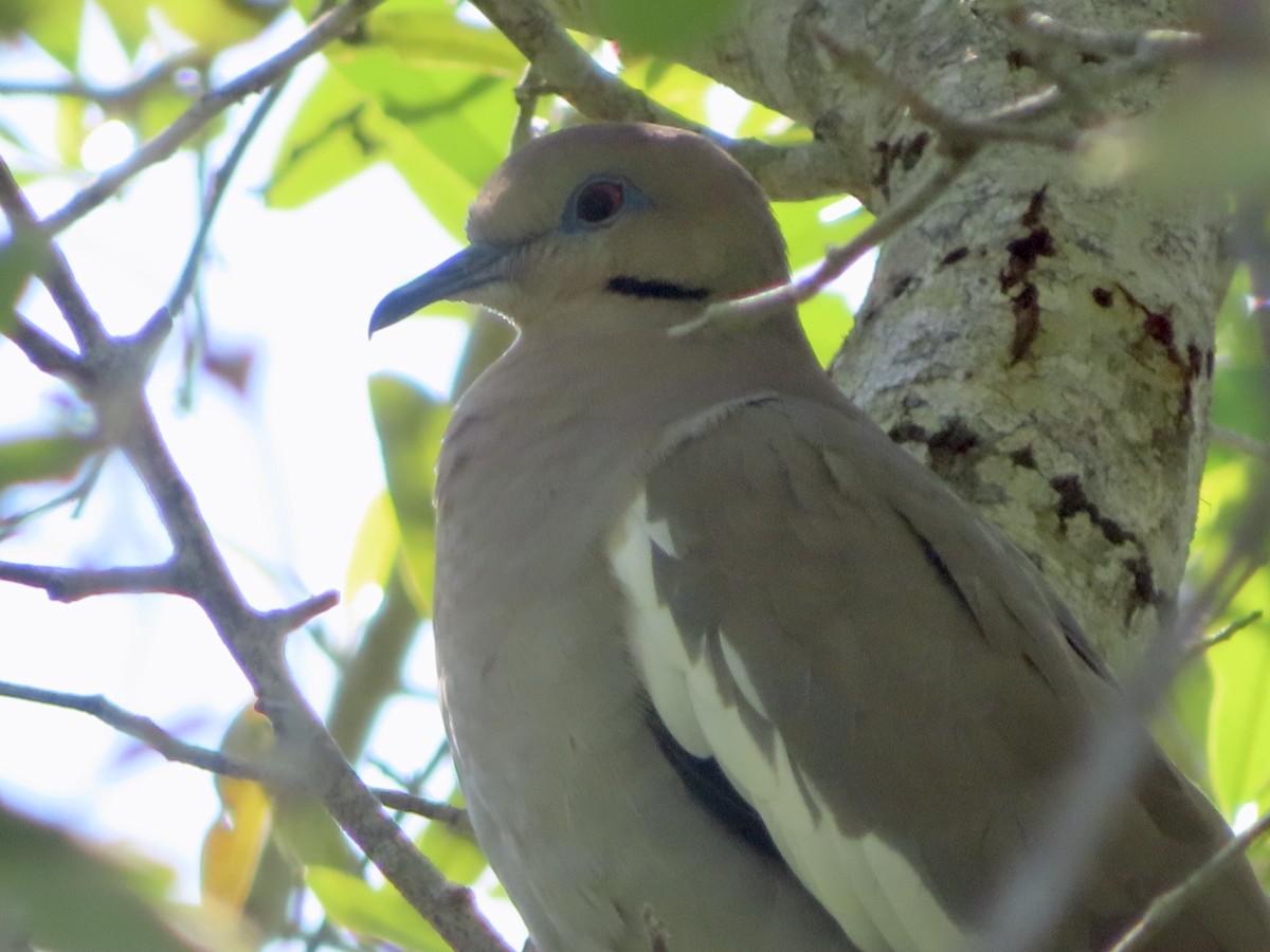 White-winged Dove - ML633855082