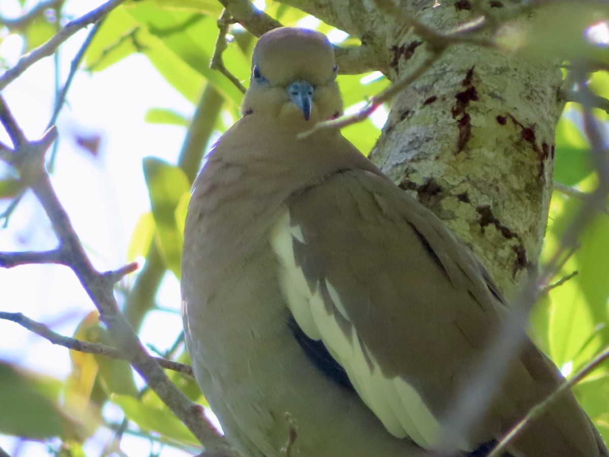White-winged Dove - ML633855083