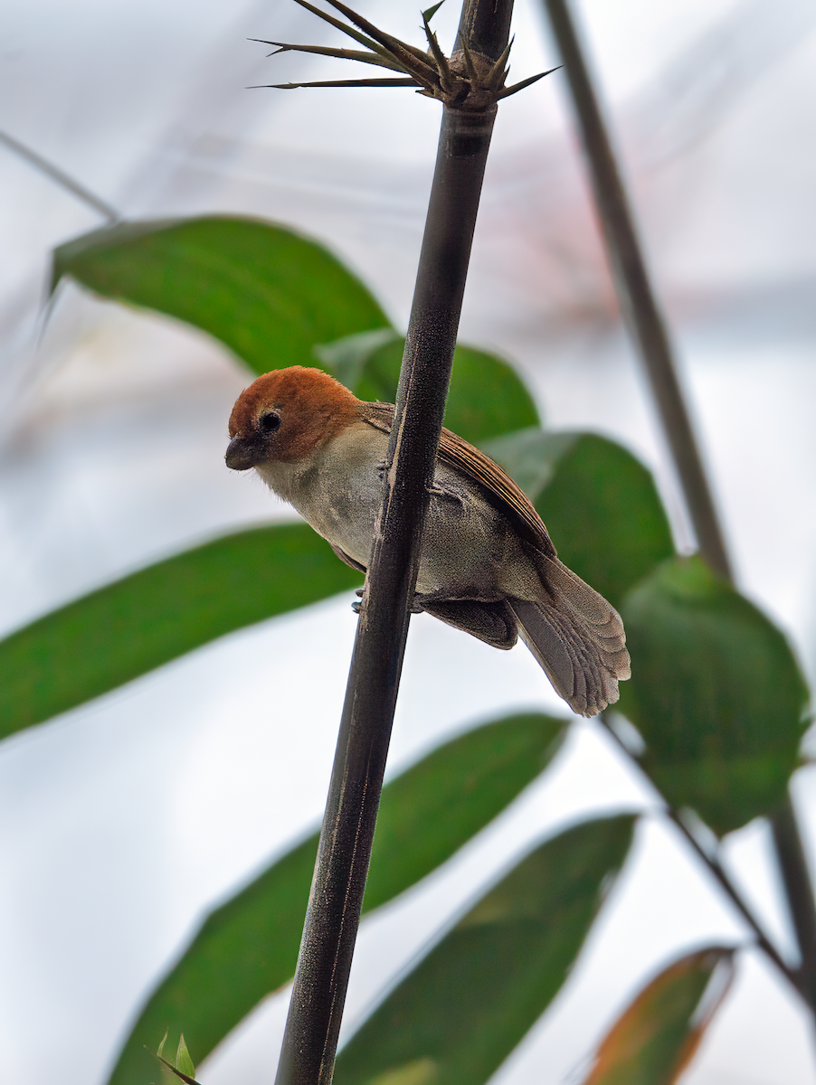 Rufous-headed Parrotbill - ML633855118