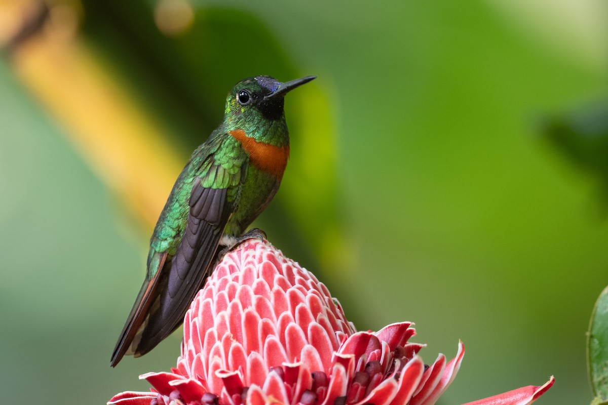 Gould's Jewelfront - ML633855303