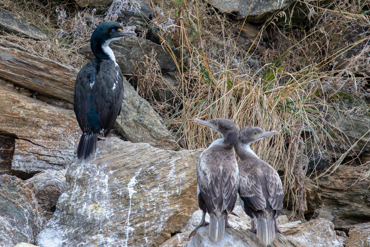 New Zealand King Shag - ML633855409