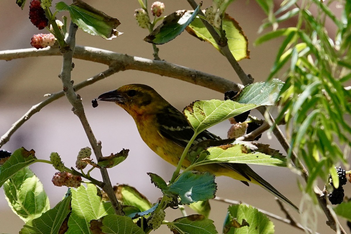 Flame-colored Tanager - ML633855420
