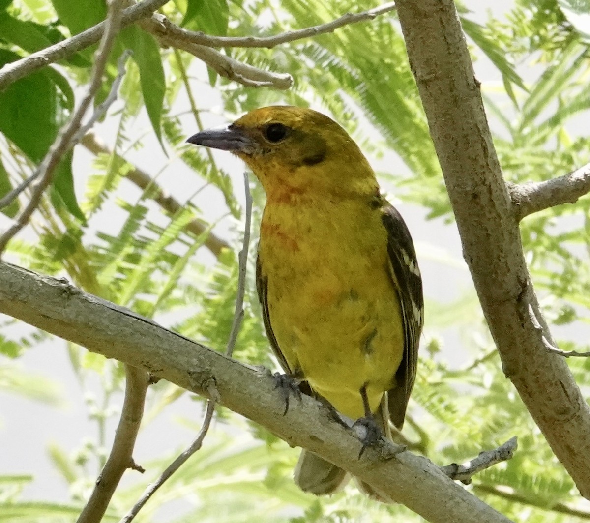 Flame-colored Tanager - ML633855421