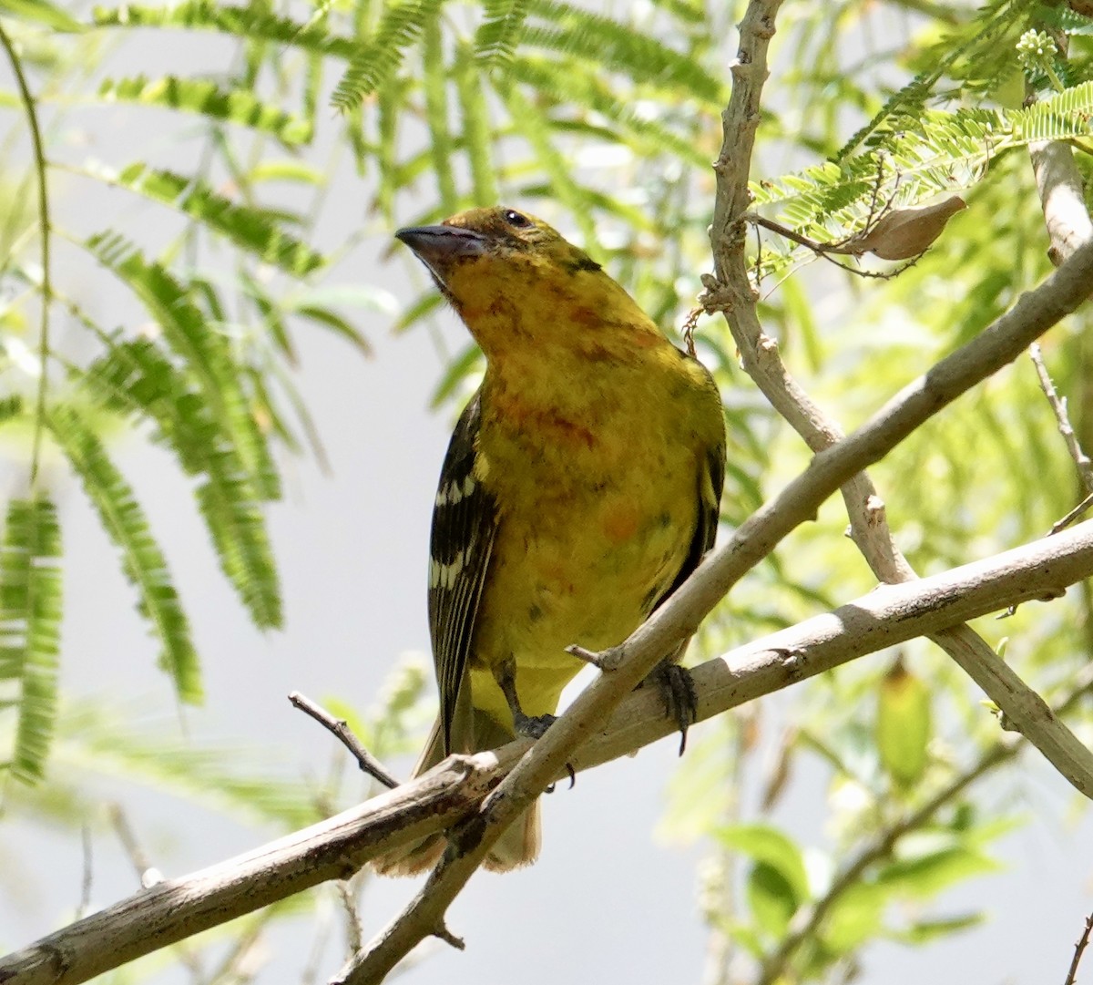 Flame-colored Tanager - ML633855422