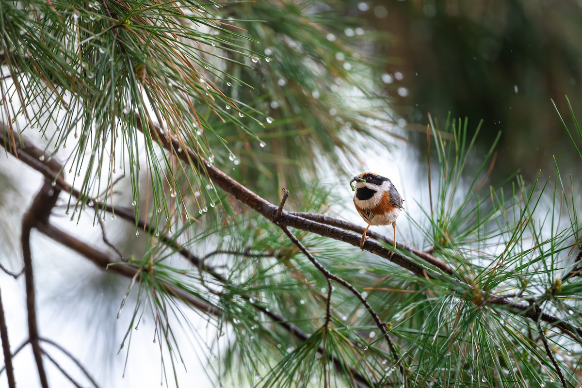 Black-throated Tit (Black-throated) - ML633855445