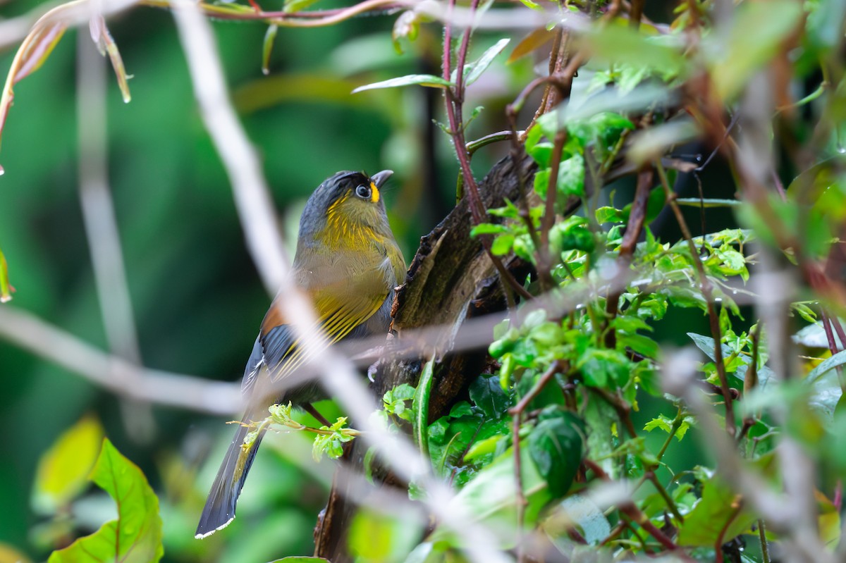 Taiwan Liocichla - ML633855451