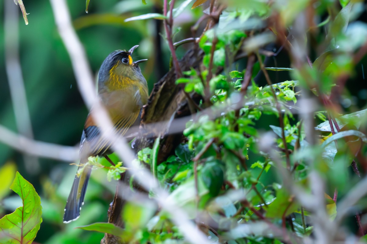 Taiwan Liocichla - ML633855452