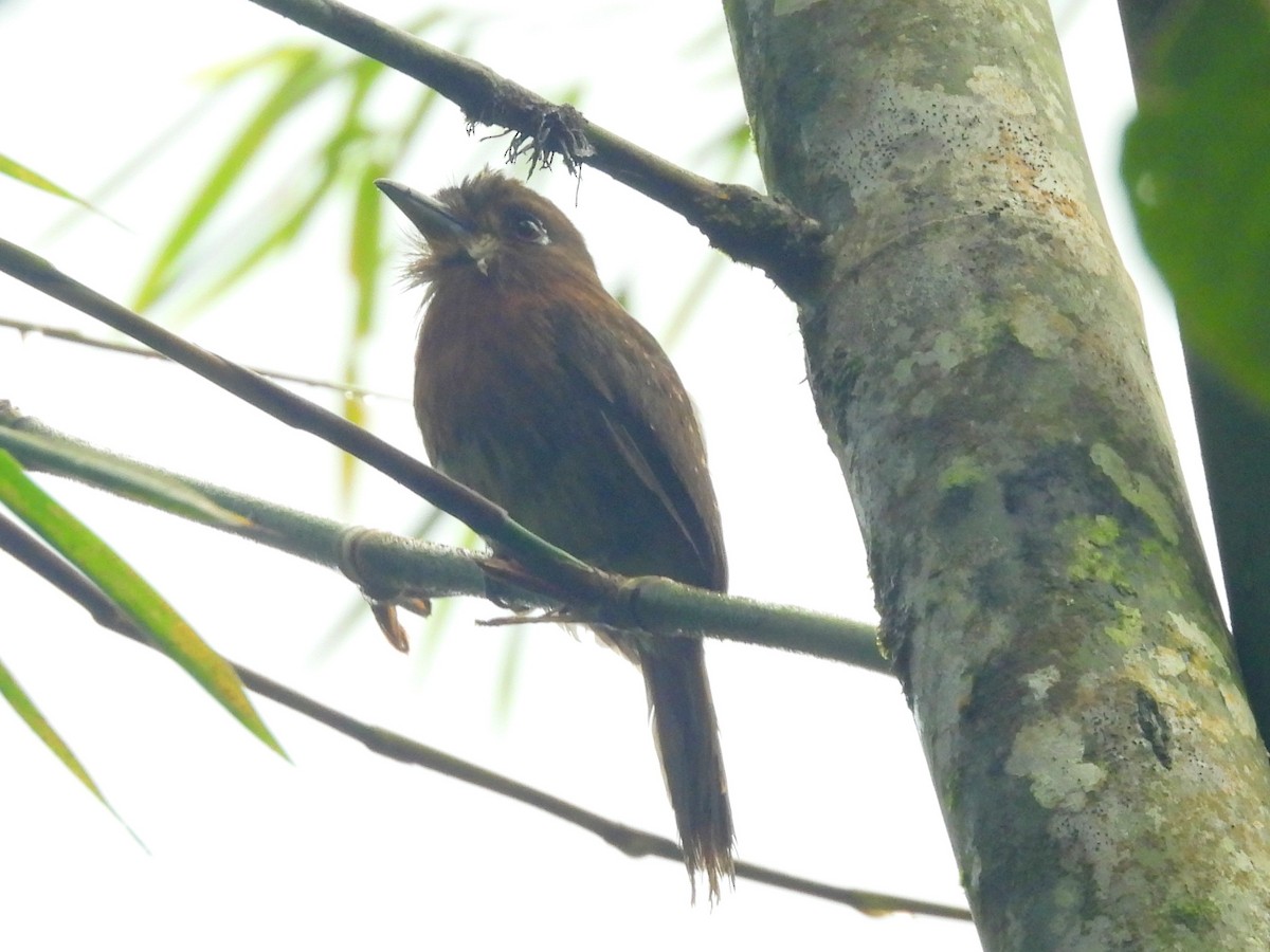 Moustached Puffbird - ML633855503