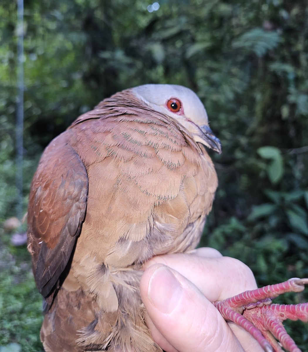 Chiriqui Quail-Dove - ML633855554