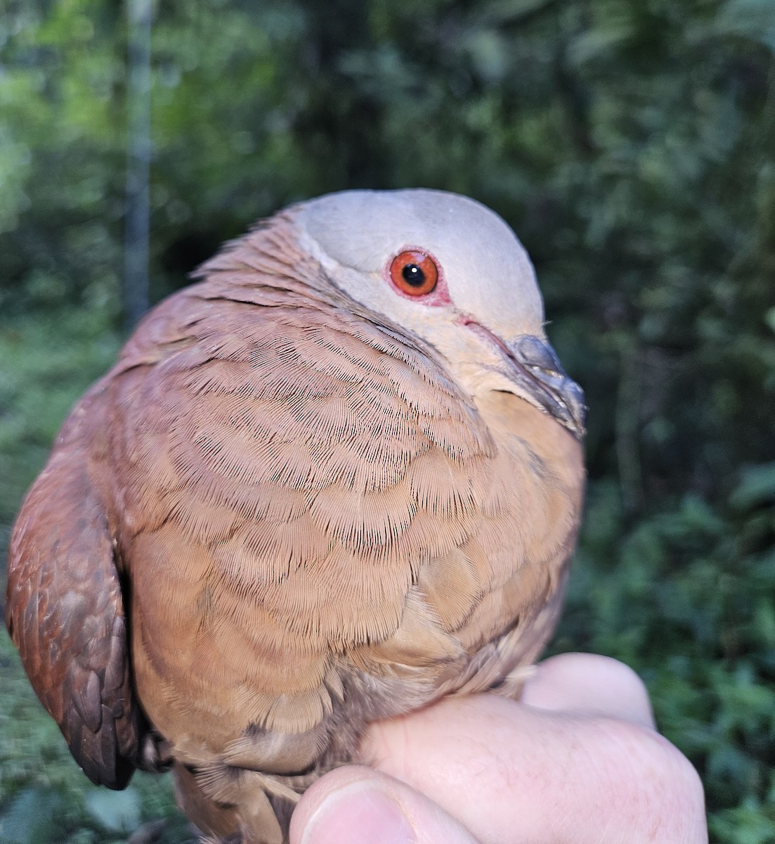 Chiriqui Quail-Dove - ML633855555