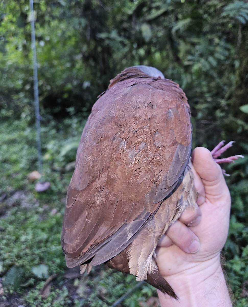 Chiriqui Quail-Dove - ML633855556