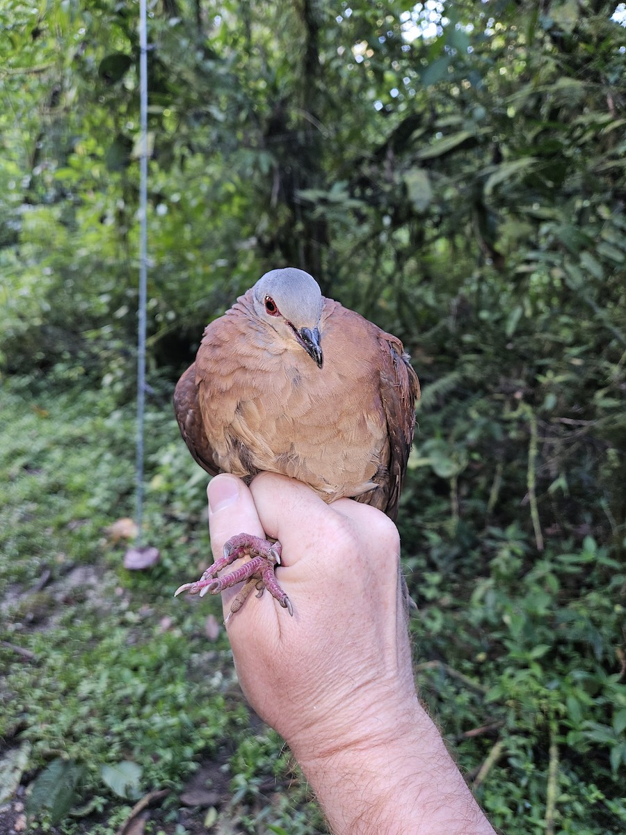 Chiriqui Quail-Dove - ML633855557