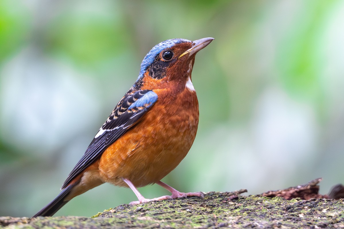 White-throated Rock-Thrush - ML633855586